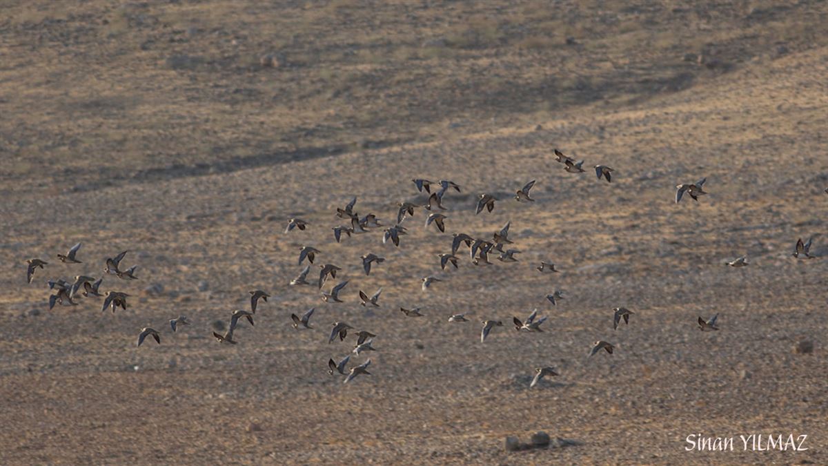 Pin-tailed Sandgrouse