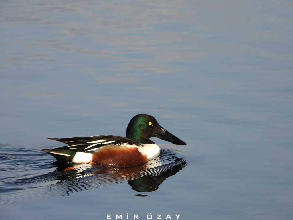 Northern Shoveler