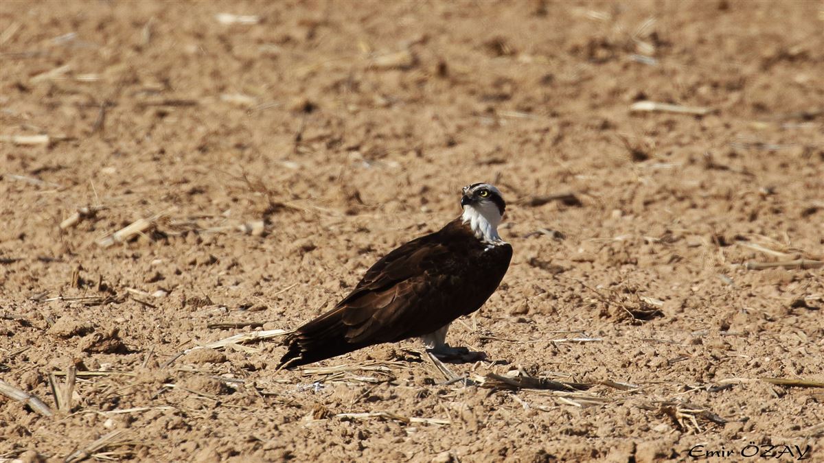 Osprey