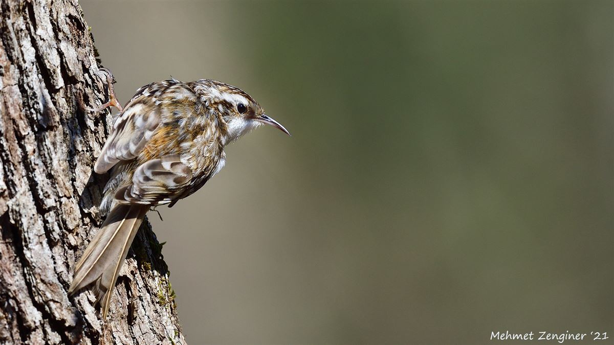 Eurasian Treecreeper