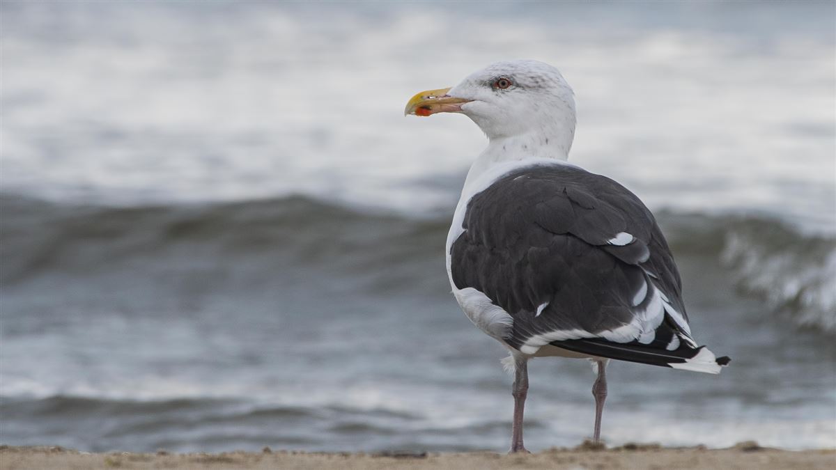 Great Black-backed Gull