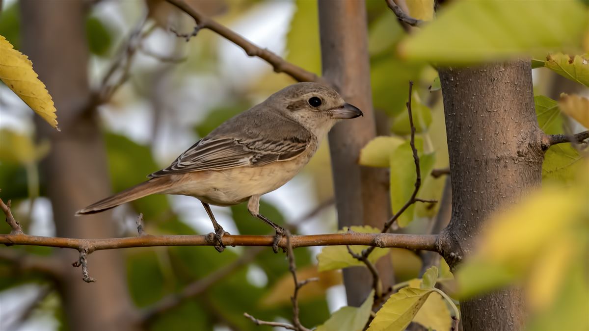 Red-tailed Shrike