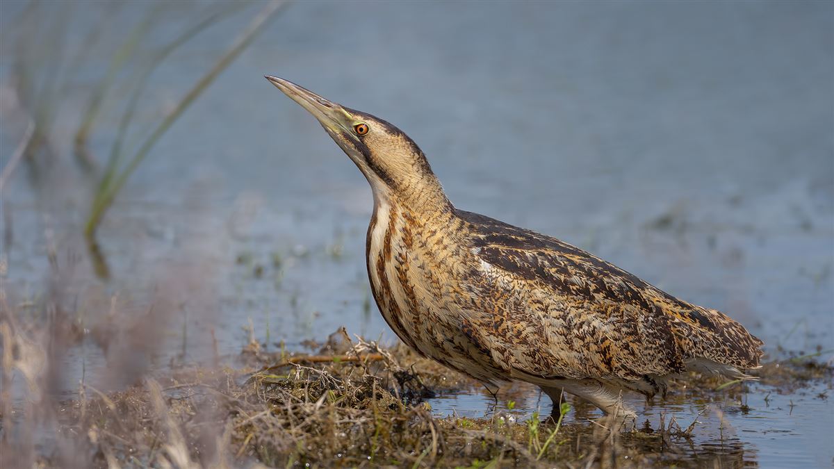 Eurasian Bittern