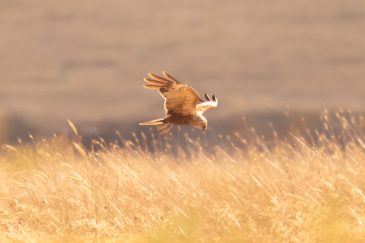 Western Marsh Harrier