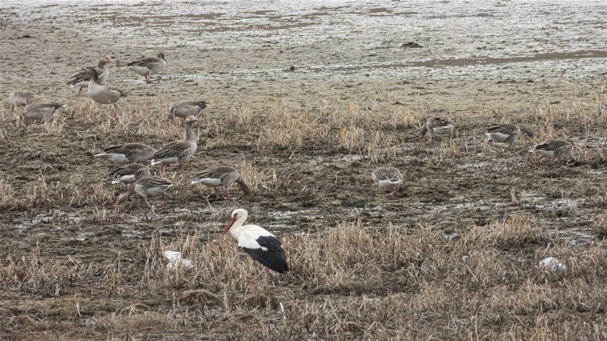 Greylag Goose