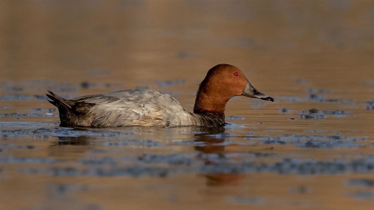 Common Pochard