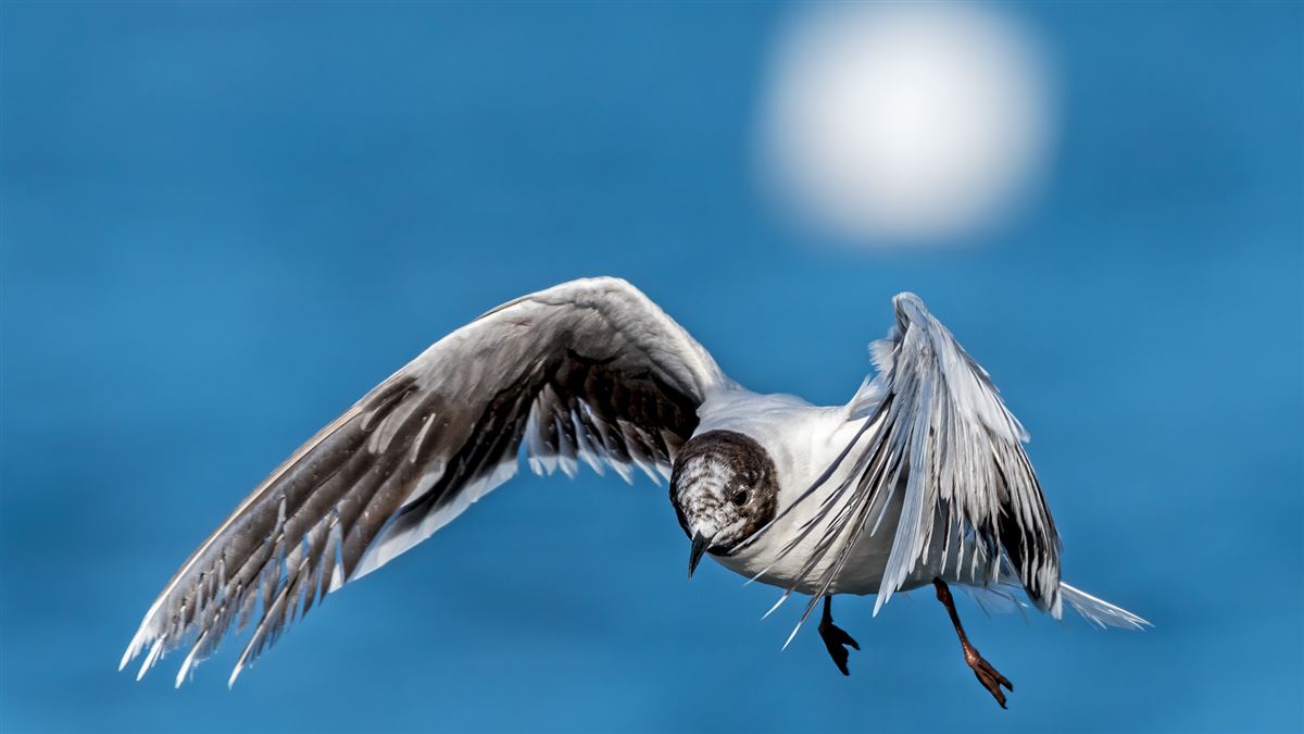 Little Gull