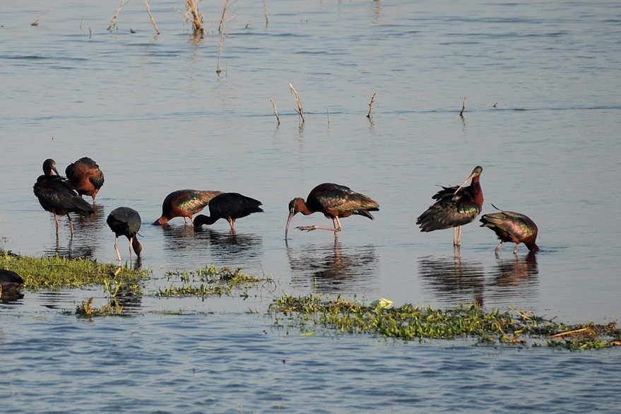 Glossy Ibis