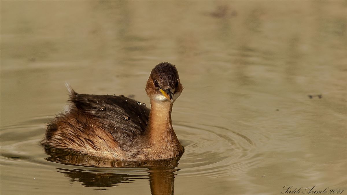 Little Grebe