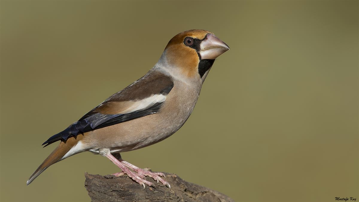 Hawfinch