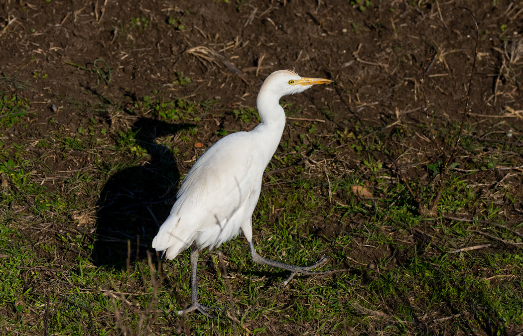 Western Cattle Egret