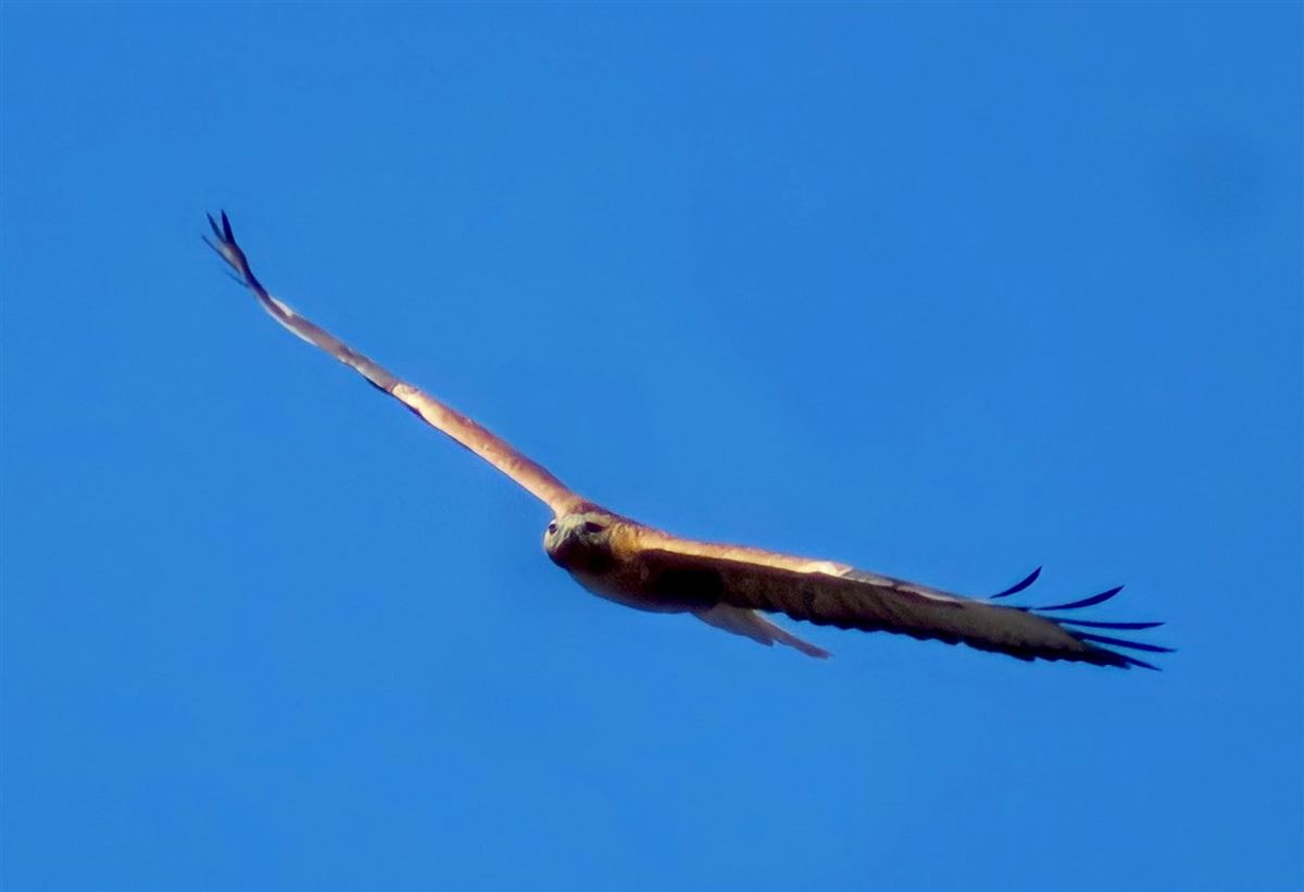 Long-legged Buzzard
