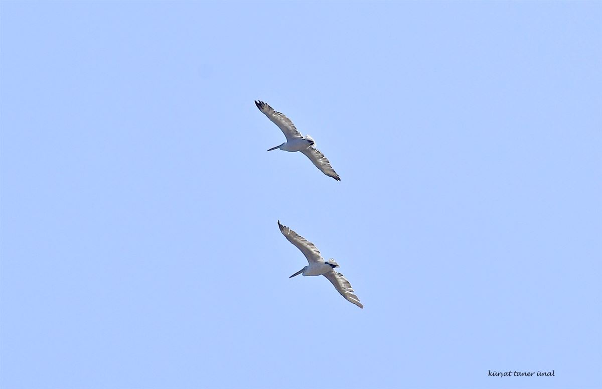 Dalmatian Pelican