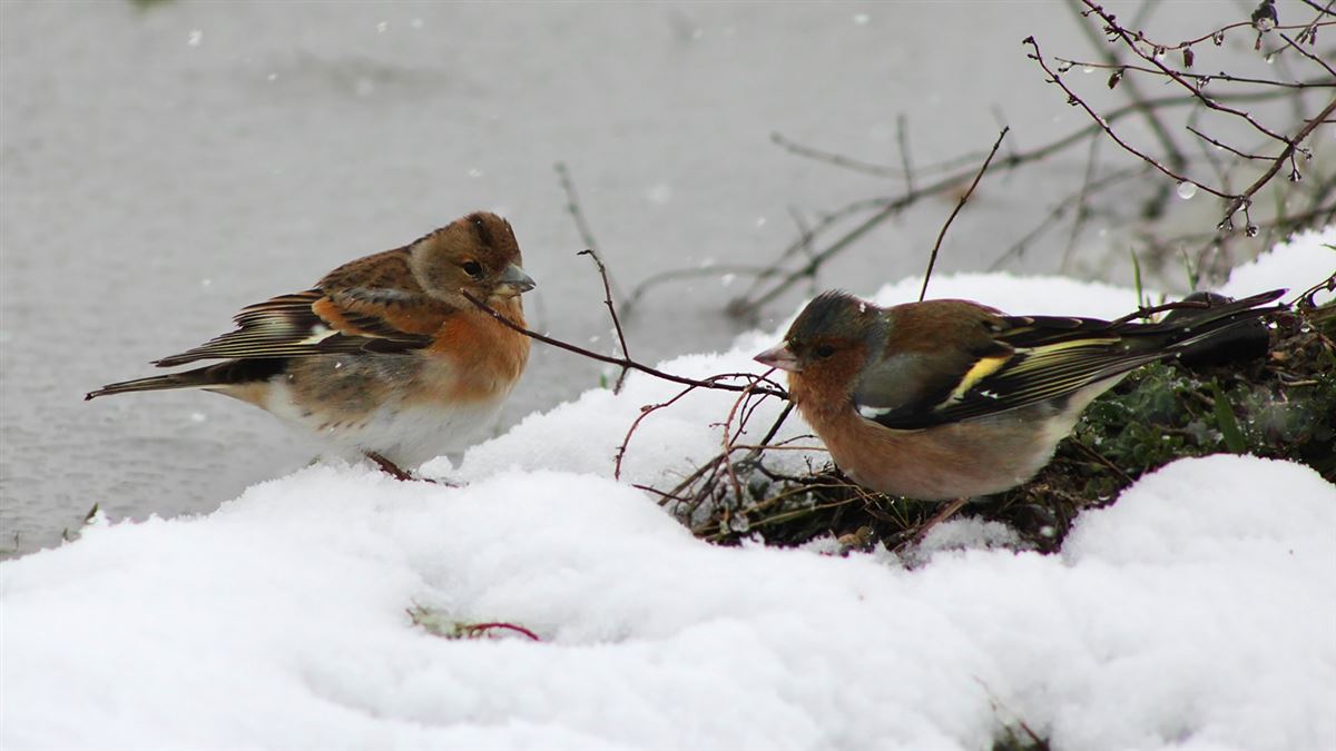 Brambling