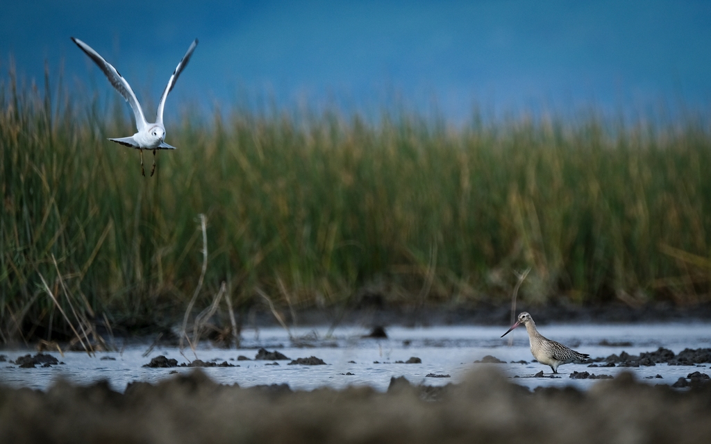 Bar-tailed Godwit