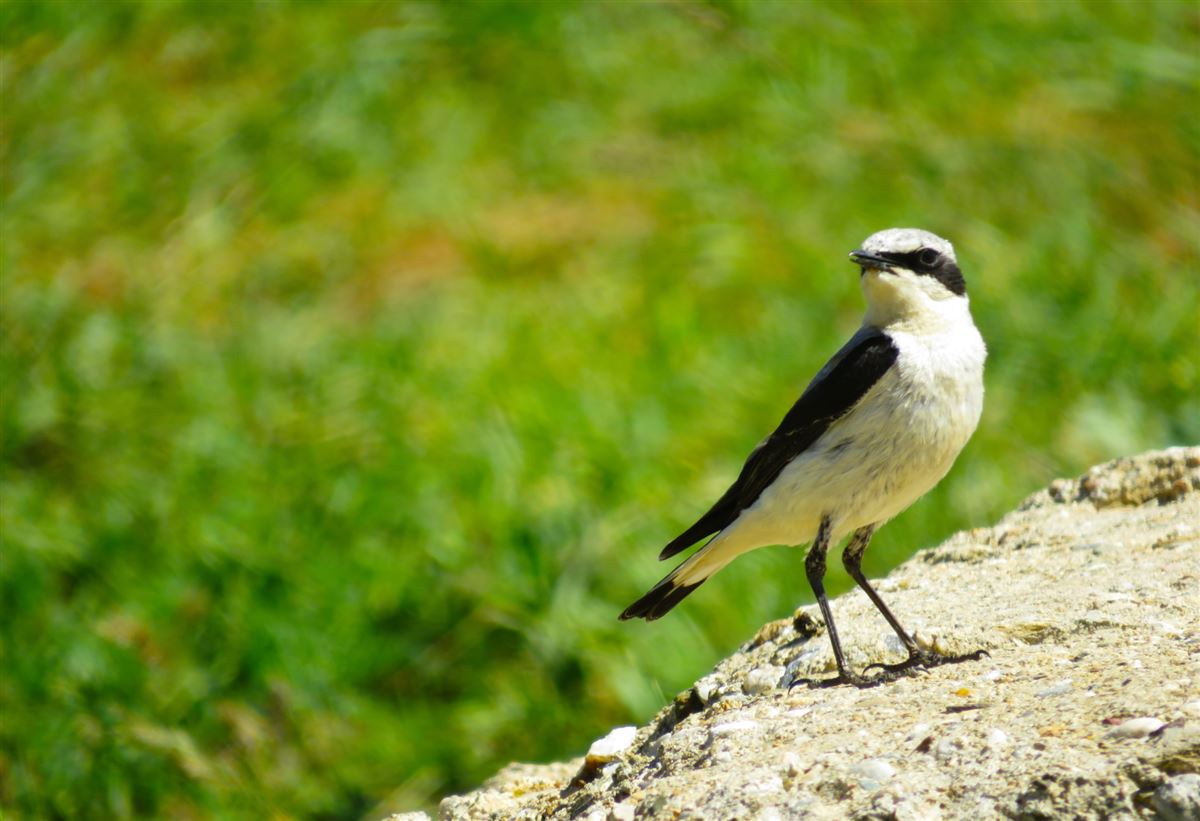 Northern Wheatear