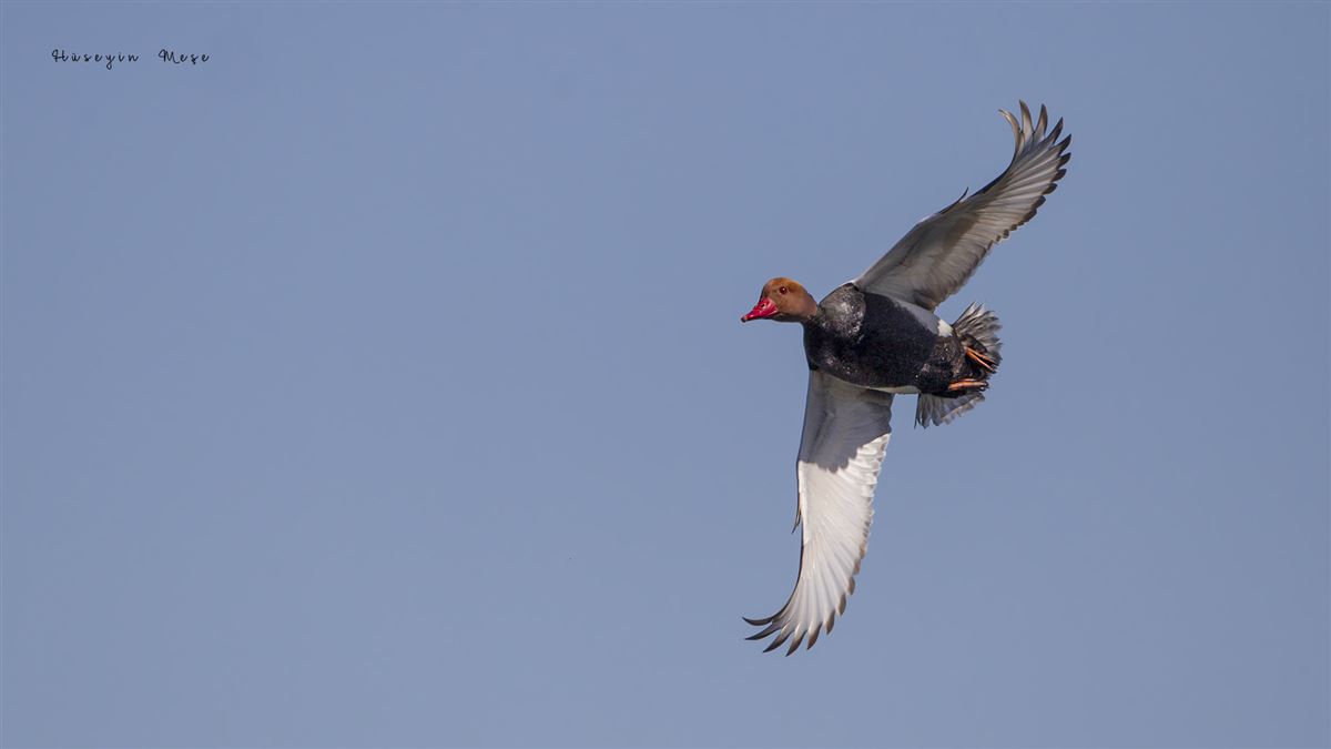 Red-crested Pochard