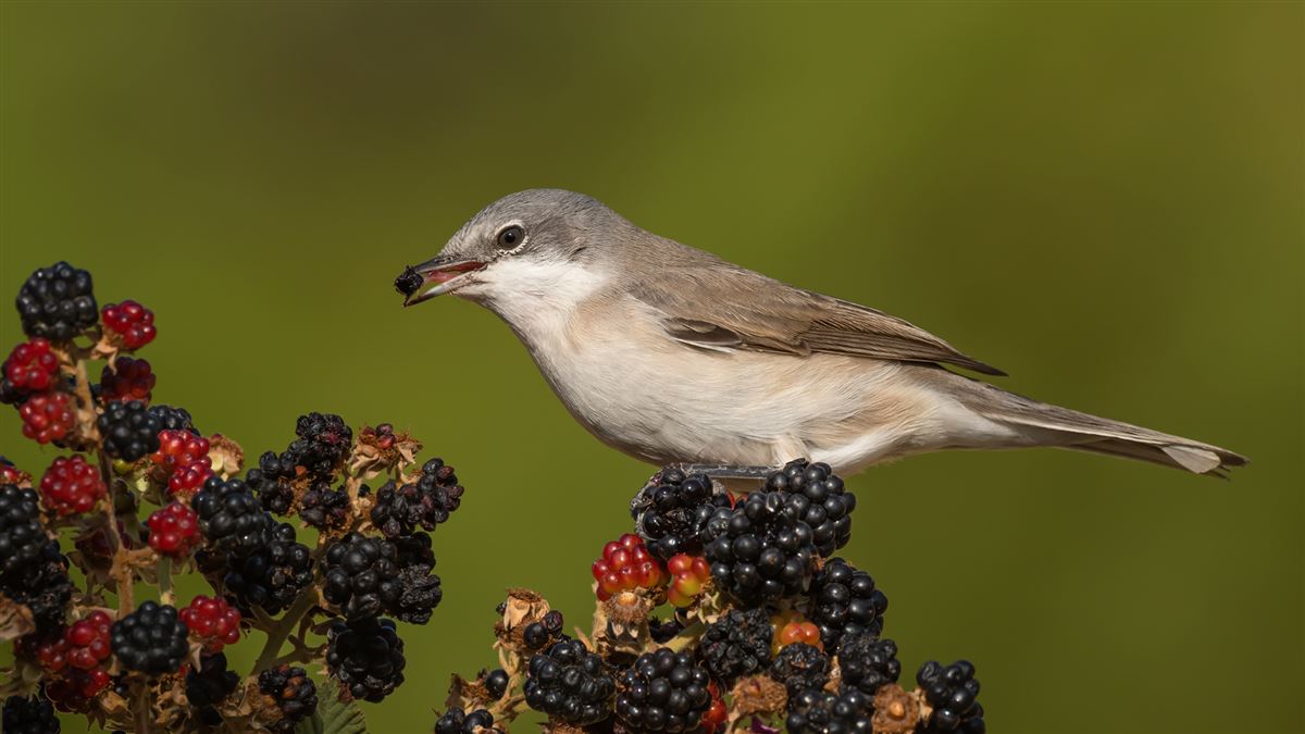 Lesser Whitethroat