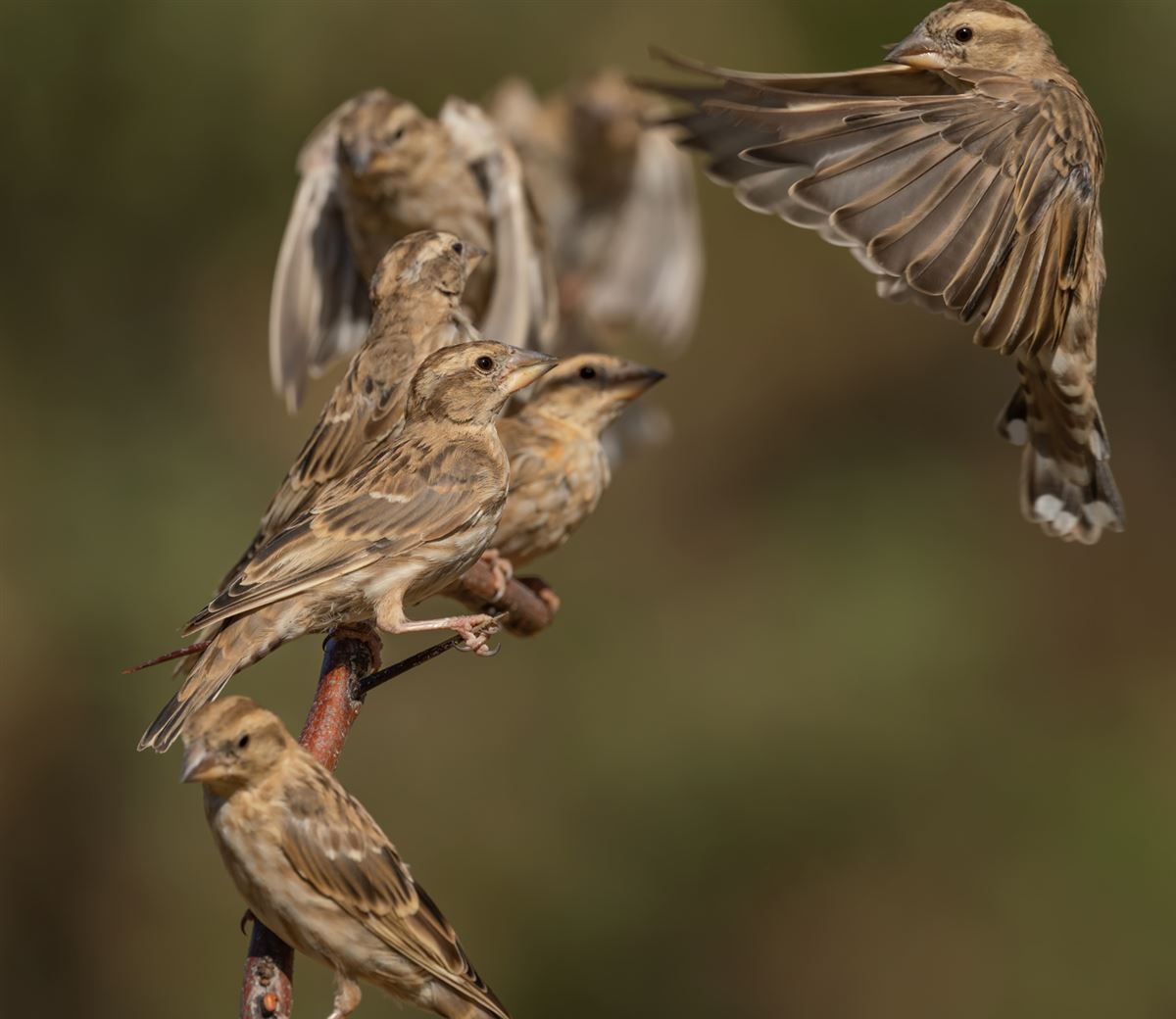Rock Sparrow
