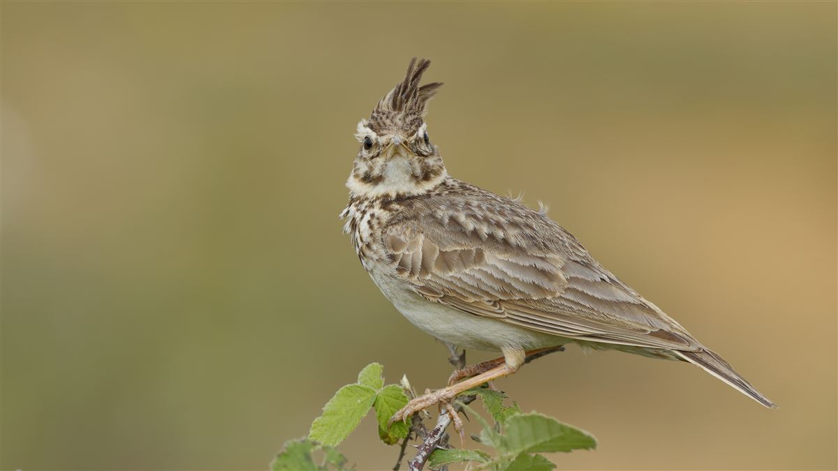 Crested Lark