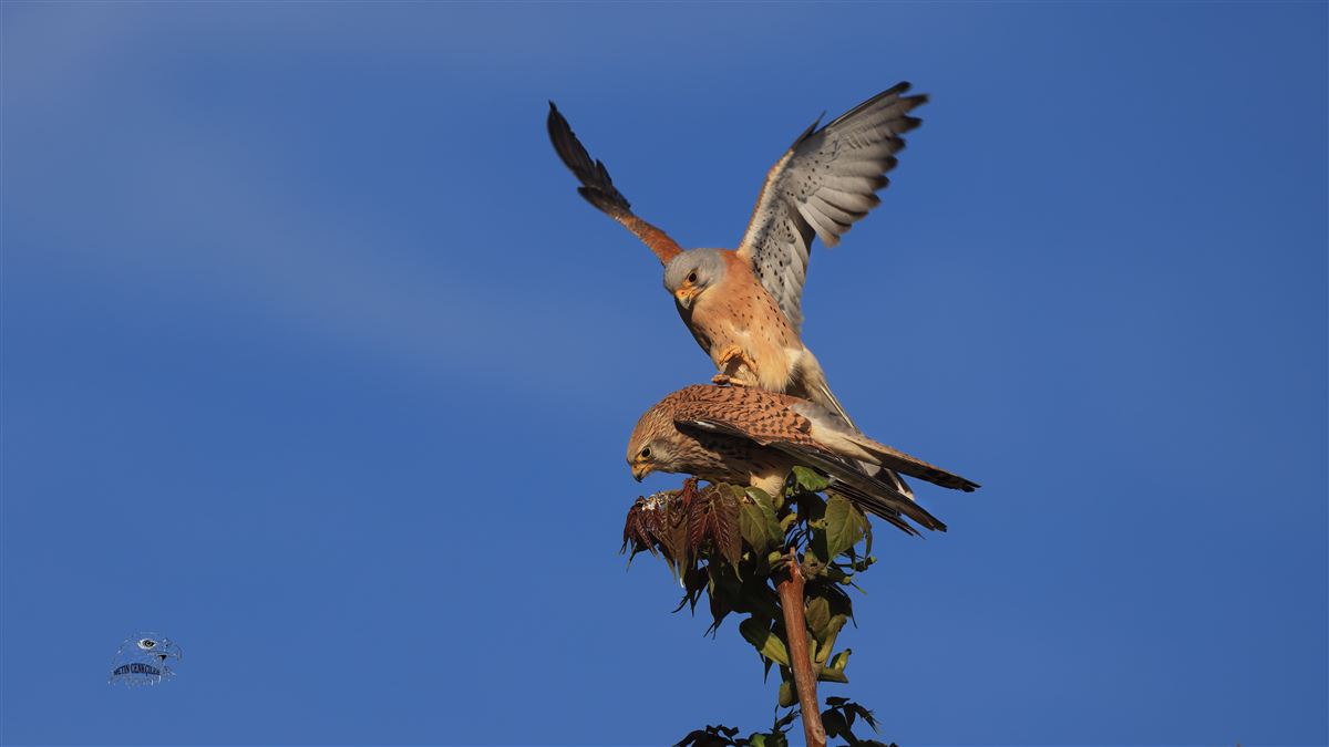 Lesser Kestrel