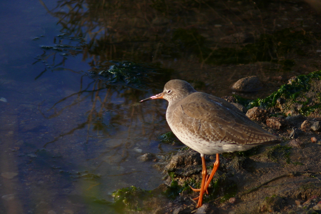 Common Redshank