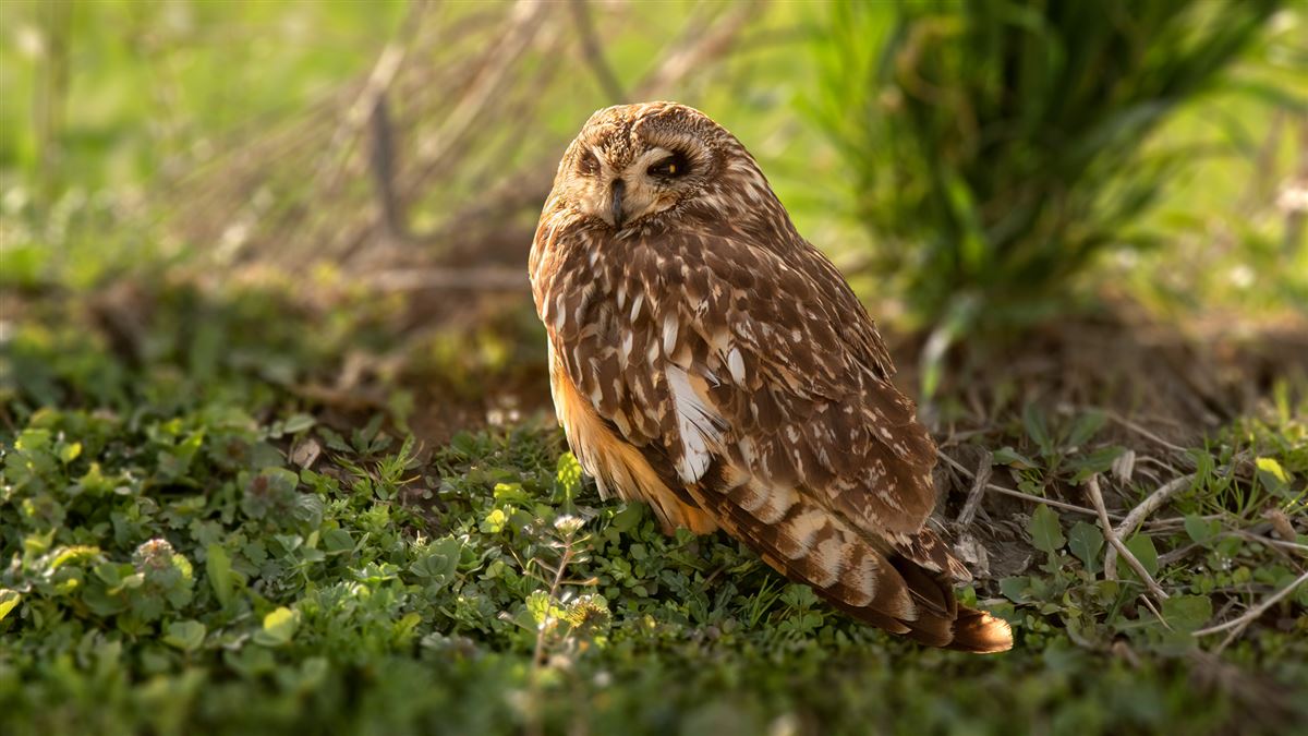 Short-eared Owl