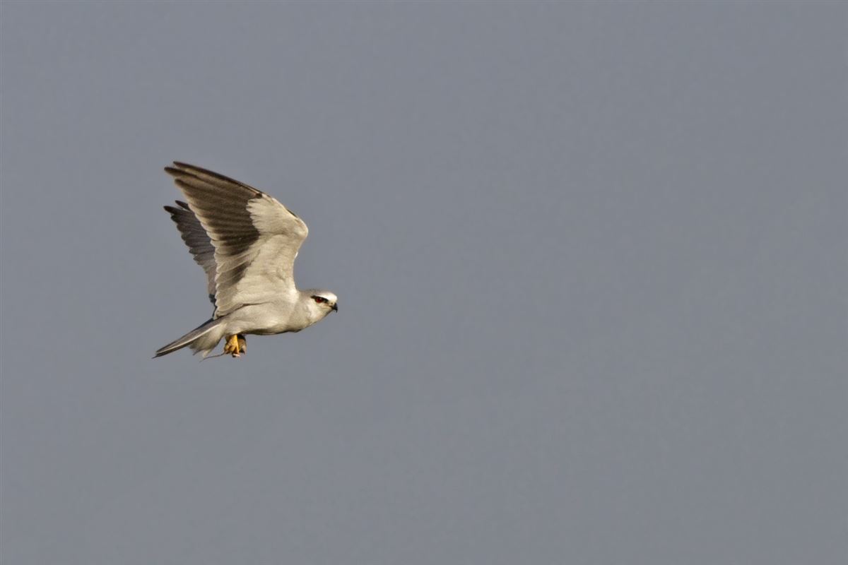 Black-winged Kite