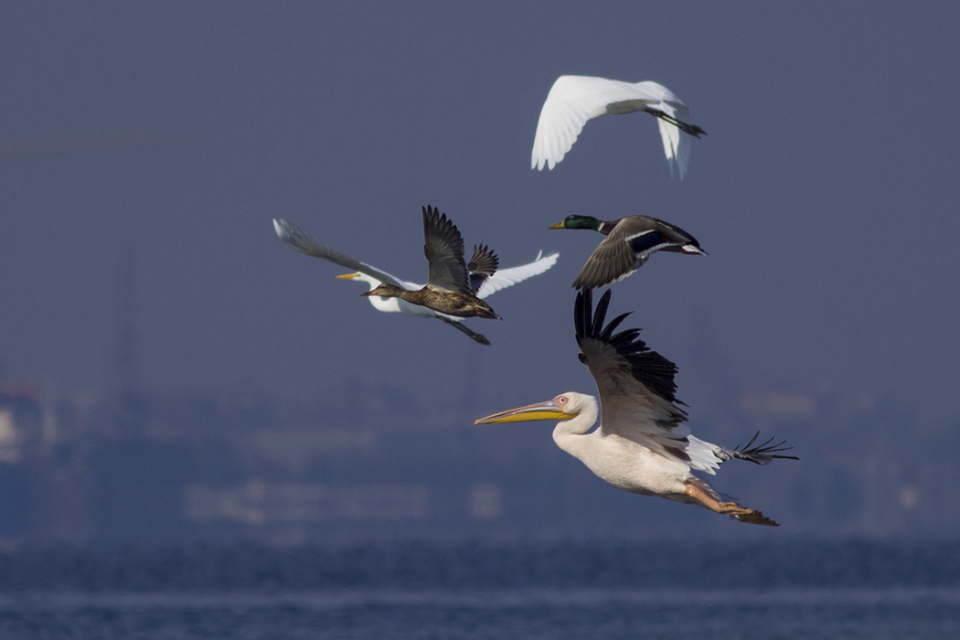Great White Pelican
