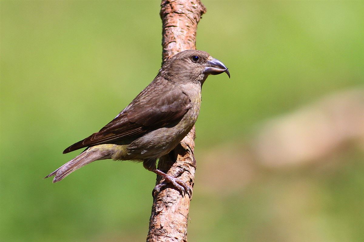 Red Crossbill
