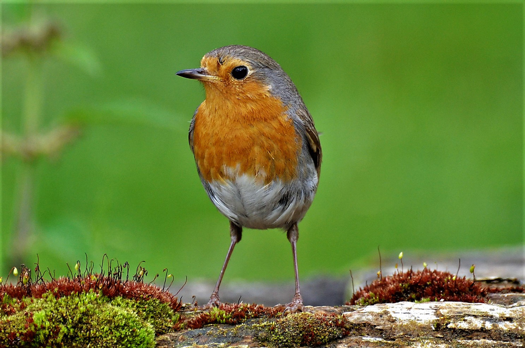 European Robin