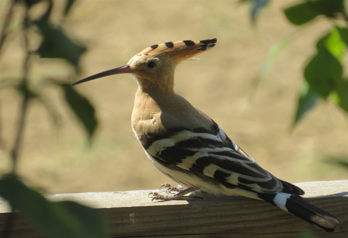 Common Hoopoe