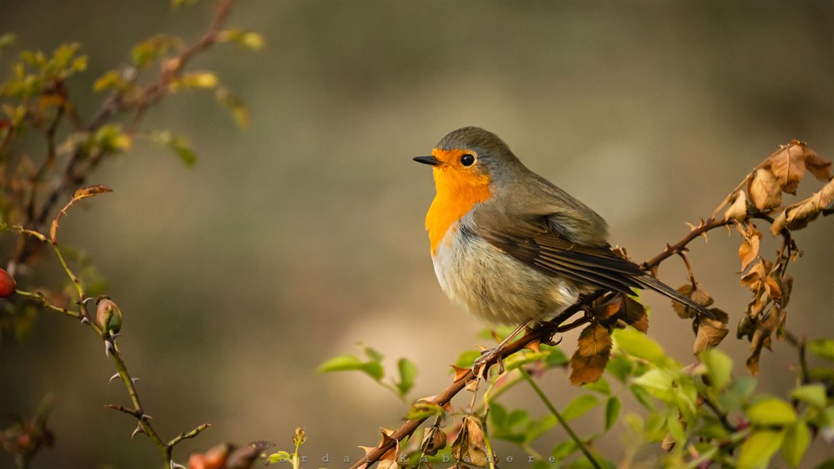 European Robin
