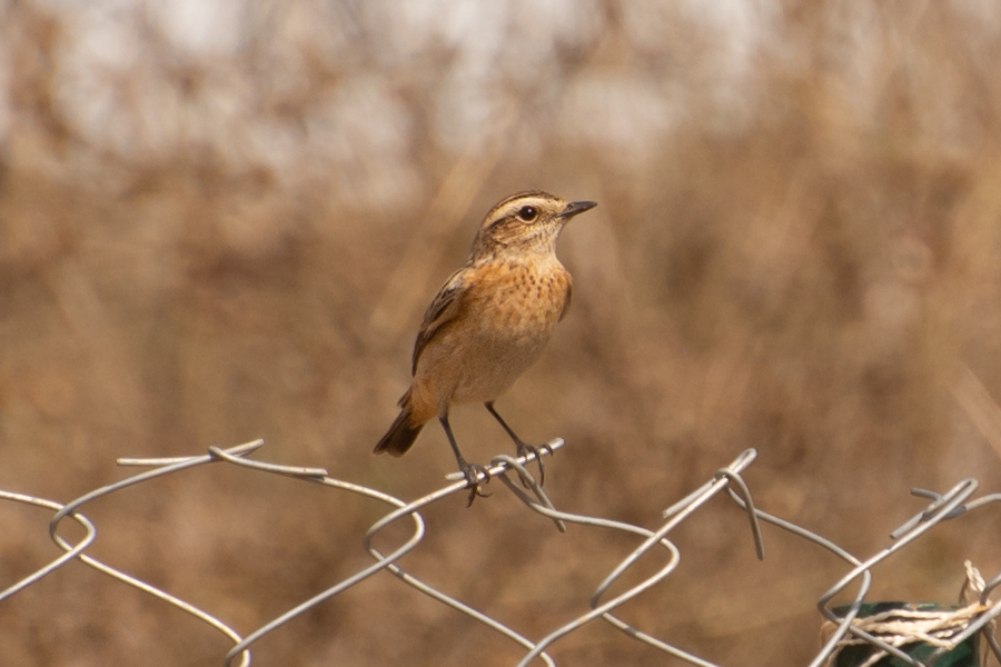 Whinchat