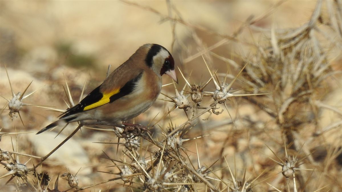 European Goldfinch