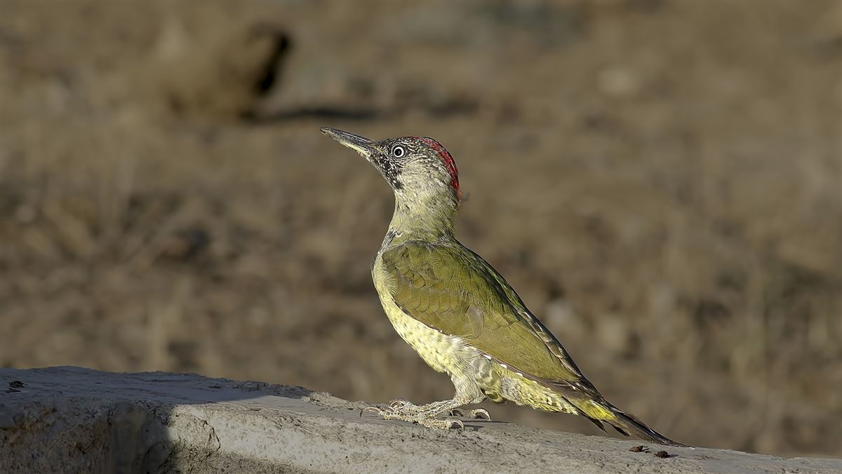 European Green Woodpecker