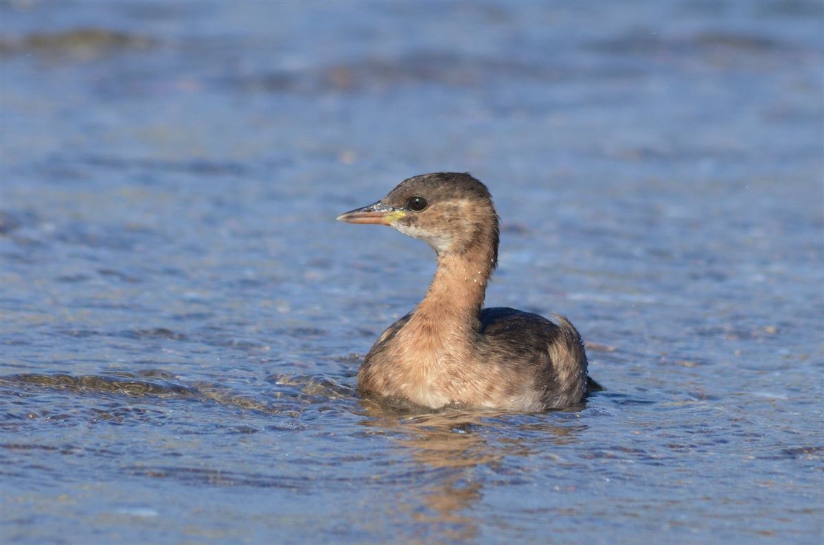 Little Grebe