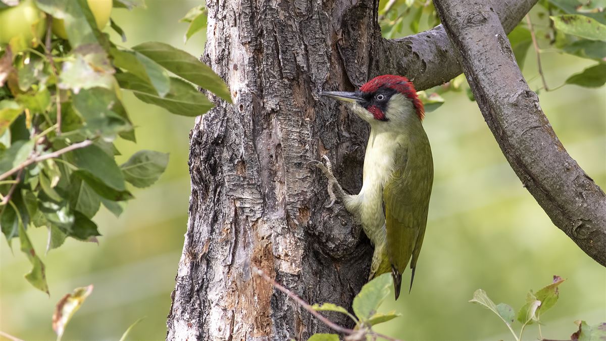 European Green Woodpecker