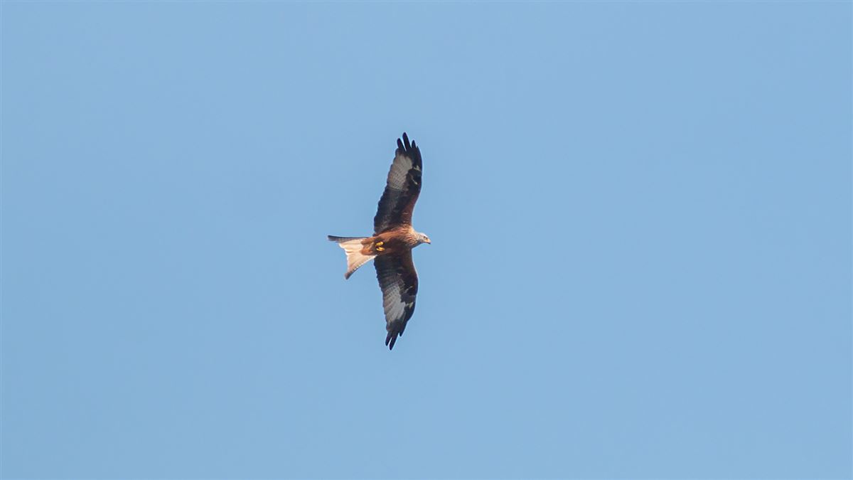 Red Kite
