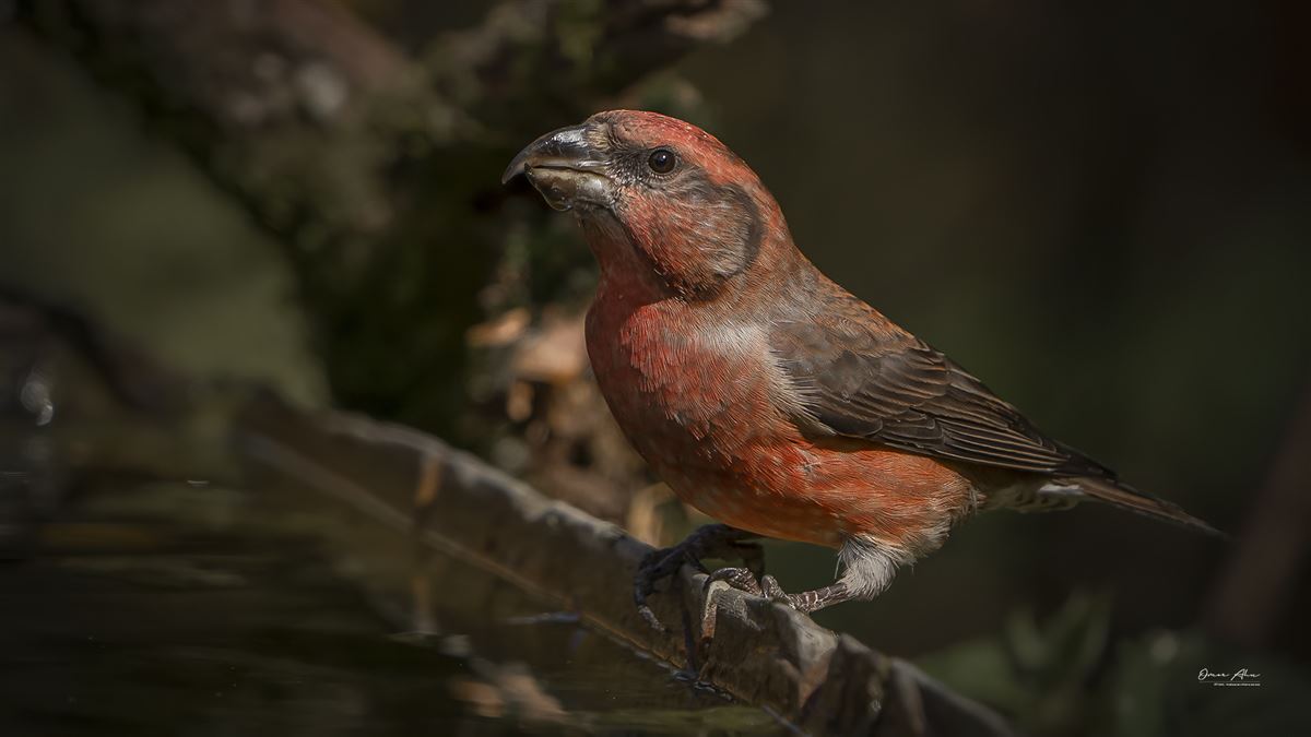 Red Crossbill