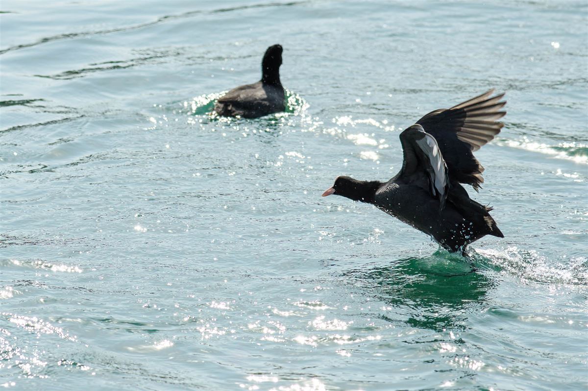 Eurasian Coot
