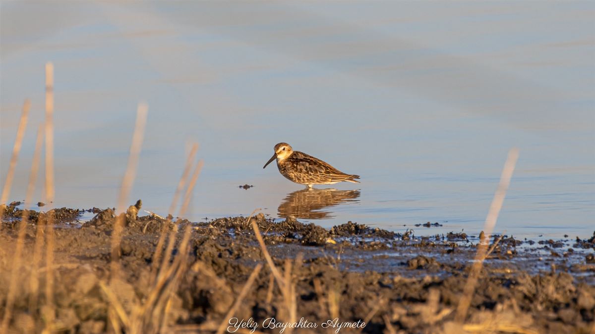 Dunlin