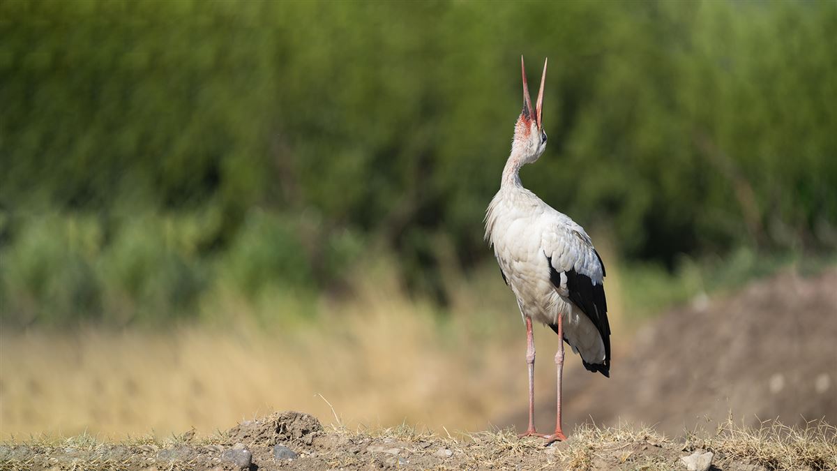 White Stork