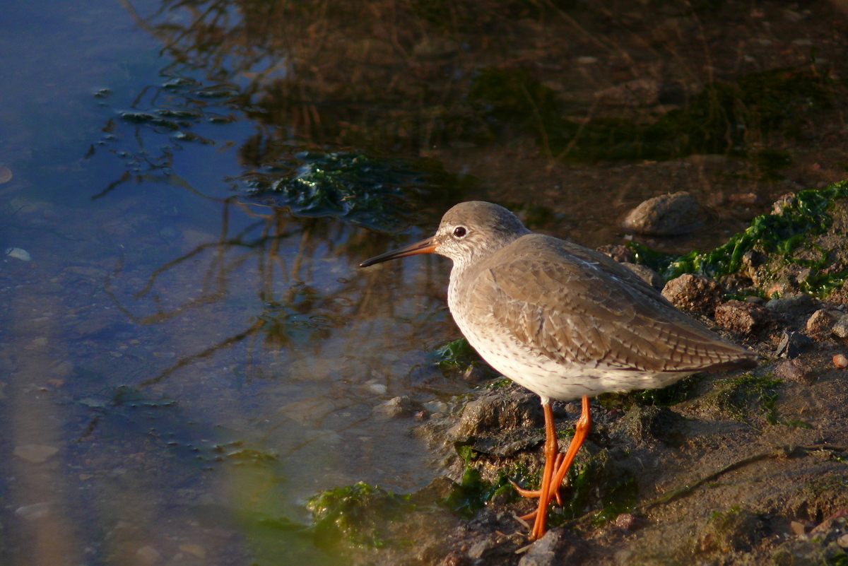 Common Redshank