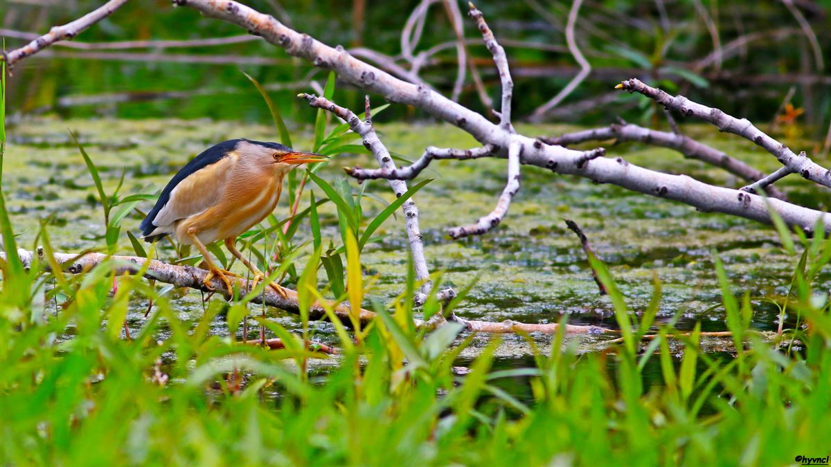 Little Bittern
