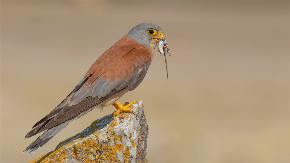 Lesser Kestrel