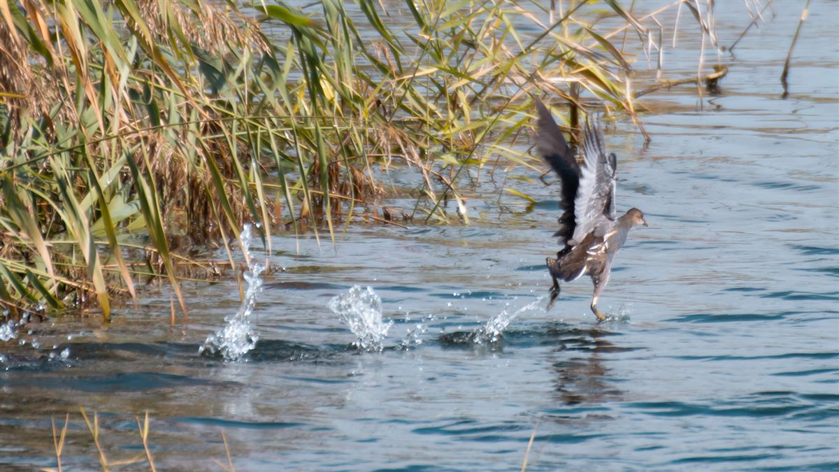 Common Moorhen