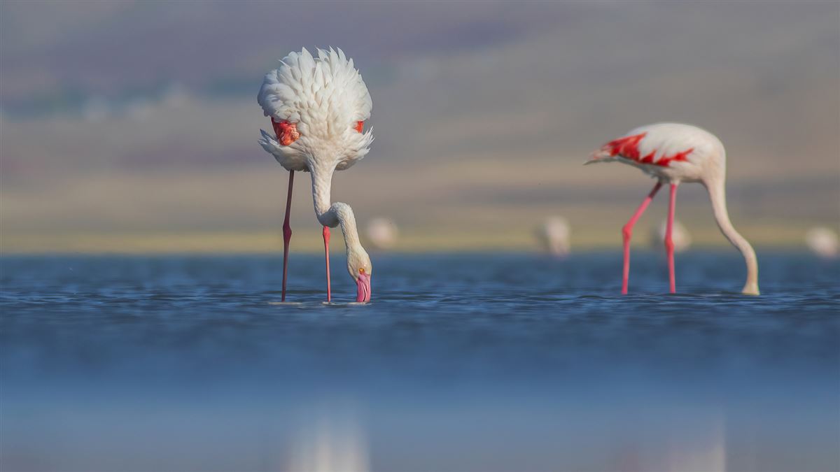 Flamingo