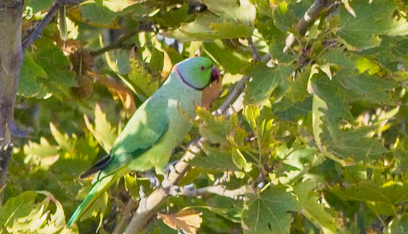 Rose-ringed Parakeet