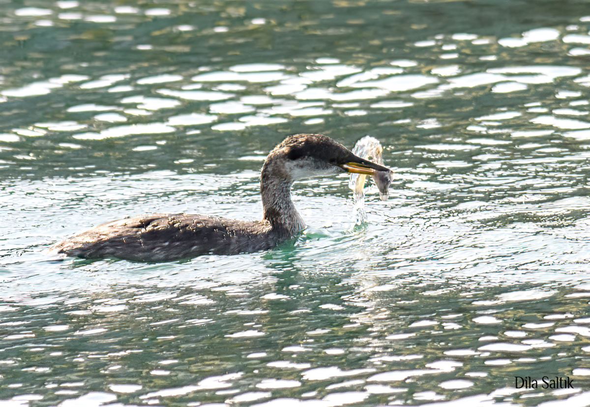 Red-necked Grebe
